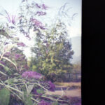 lomo 03