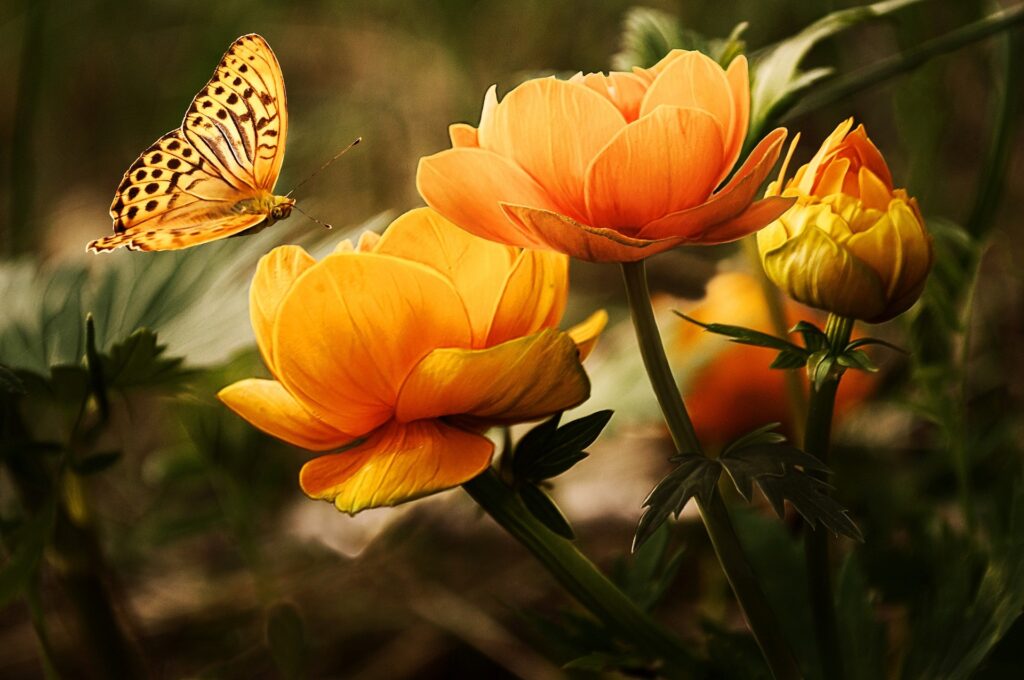 fiori